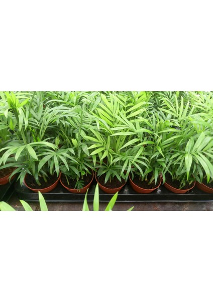 AREKA PALMİYESİ 20-25 cm - HEDİYELİK SALON OFİS BİTKİSİ