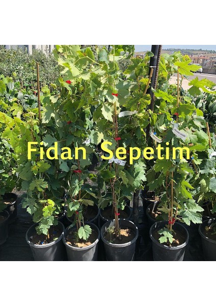 2 Yaş Victoria Üzüm Fidanı
