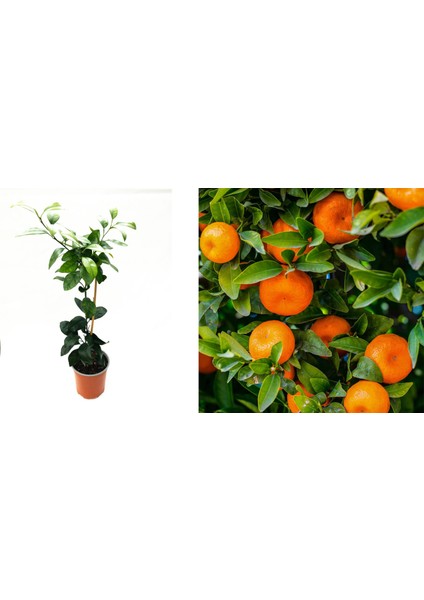 Mandalina Fidanı (Satsuma) - 3 Yaş Aşılı ve Tüplü 100-150 cm