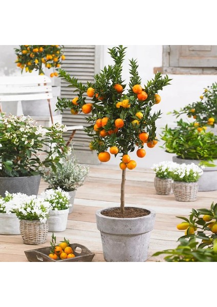 Mandalina Fidanı (Satsuma) - 3 Yaş Aşılı ve Tüplü 100-150 cm