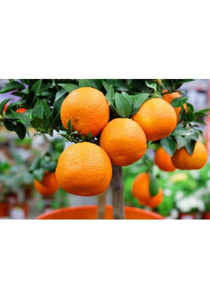 Mandalina Fidanı (Satsuma) - 3 Yaş Aşılı ve Tüplü 100-150 cm