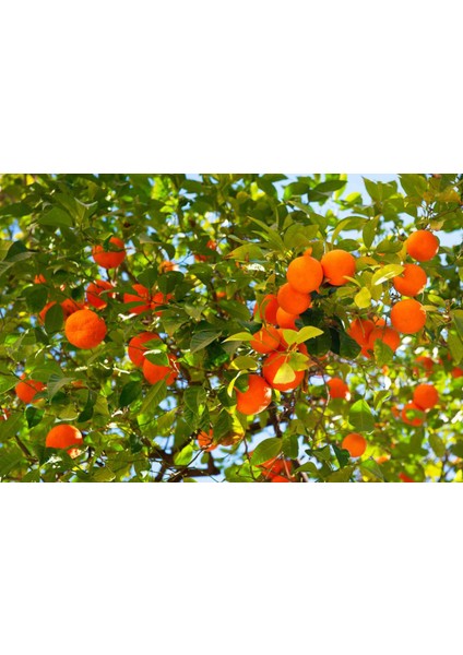 Mandalina Fidanı (Satsuma) - 3 Yaş Aşılı ve Tüplü 100-150 cm