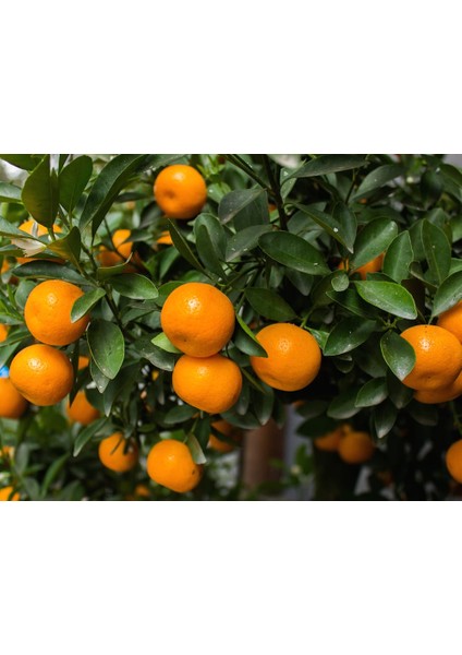 Mandalina Fidanı (Satsuma) - 3 Yaş Aşılı ve Tüplü 100-150 cm