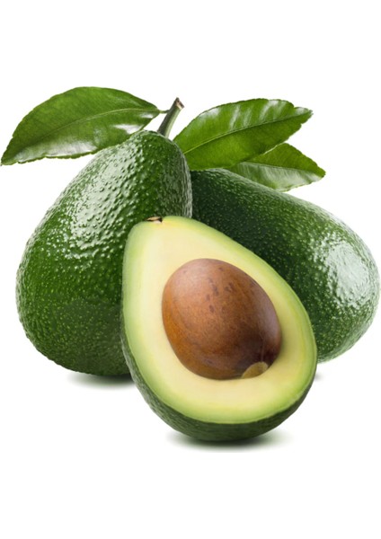 3 Yaş Zutano Avokado Fidanı