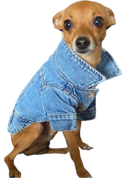ZIGGYDOG Köpek Kıyafeti Kot Mont Ceket