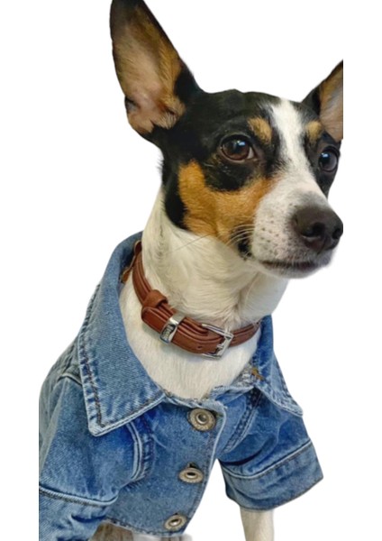 ZIGGYDOG Köpek Kıyafeti Kot Mont Ceket