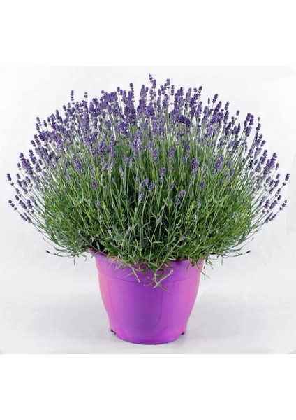 Lavanta – Lavandula Angustifolia