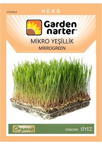 Garden Narter Mikro Yeşillik İçin Microgreen Organik Siyez Buğdayı Tohumu 50 gr 1200 Tohum