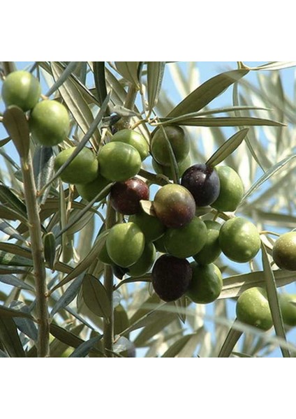 2 Yaş Edremit Zeytin Fidanı