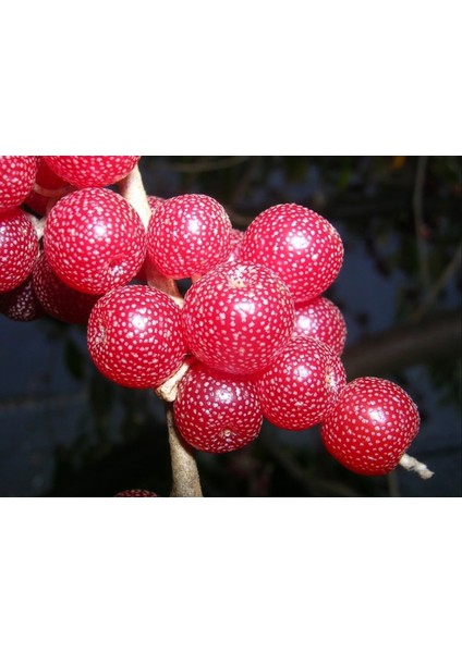 Japon İğdesi, Güz Zeytini veya Güz Yemişi (Elaeagnus Umbellata)