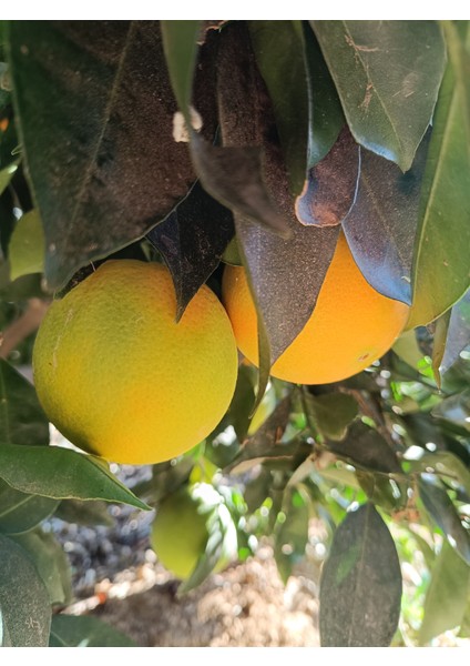 Portakal 1 kg Dalından Taze Hasat