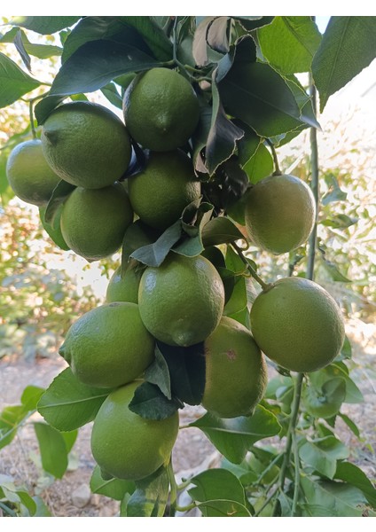 Limon 1 kg Dalından Taze Hasat