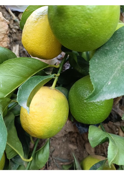 Limon 1 kg Dalından Taze Hasat