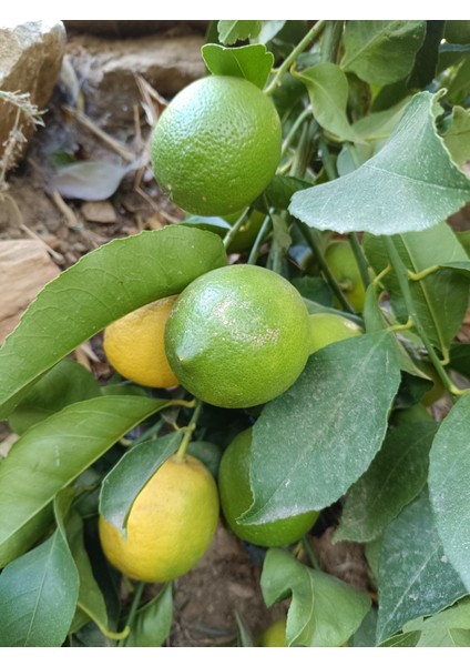 Limon 1 kg Dalından Taze Hasat