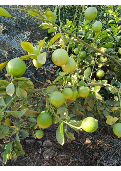 Limon 1 kg Dalından Taze Hasat