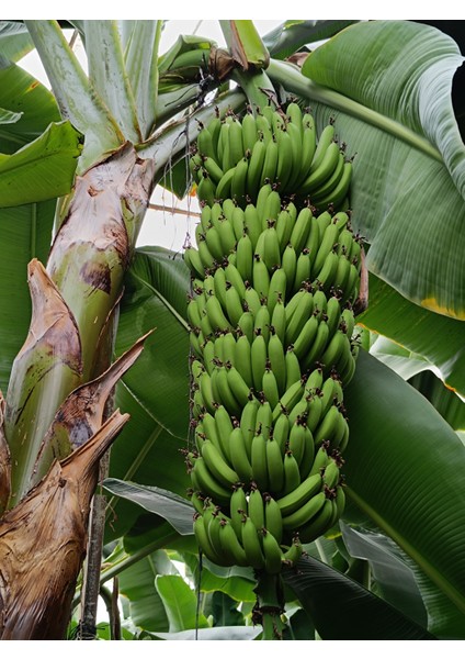 Anamur Muzu 3 kg Yeşil Günlük Hasat