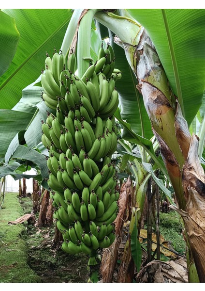 Anamur Muzu 3 kg Yeşil Günlük Hasat