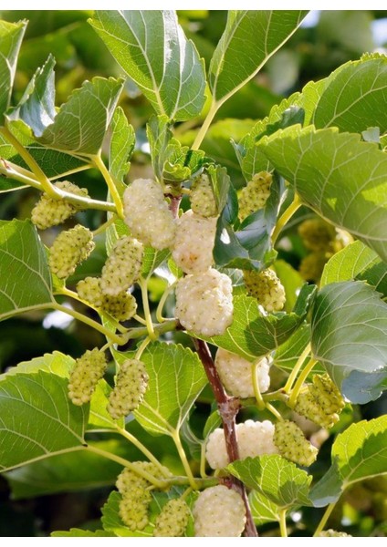 Beyaz Dut Fidanı - Morus Alba, Vitamin Bakımından Zengin Meyveler 1-2 Yaş Arası Saksılı indirimleri