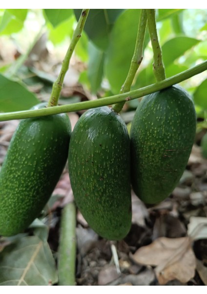 Bebek Avokado 500 gr