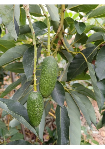 Bebek Avokado 500 gr fiyatları