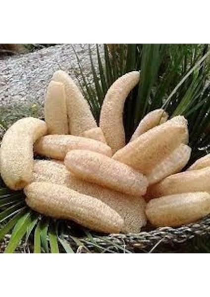 20 Cm Organik Sünger Kabağı Taze Hasat Hatay Samandağ Banyo Hamam Kese Lifi