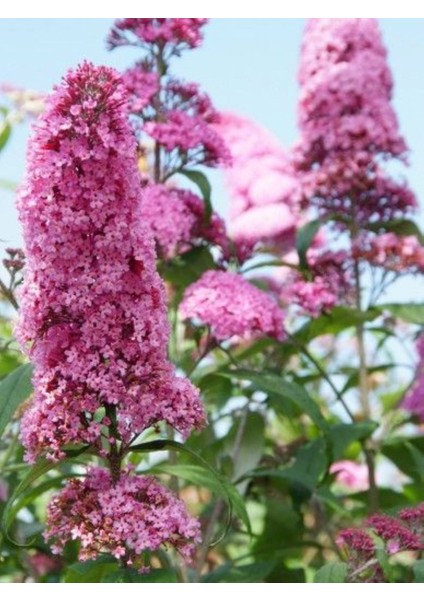 1-2 Yaş Arası Tüplü Kelebek Çalısı ('butterfly Candy Pink') Fidanı - Canlı Pembe Çiçekler