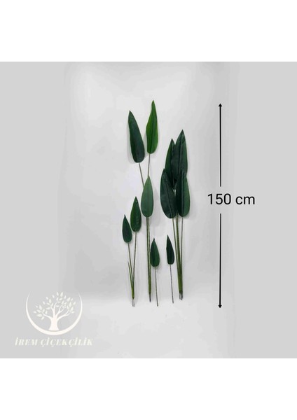 11'li Starliçe Yaprağı (Saksısız) - Premium