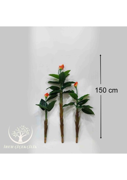 3'Lü Gala Yaprağı (Saksısız) - Premium