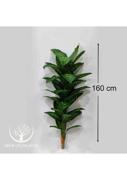 32'li Difenbahya Yaprağı (Saksısız) - Premium