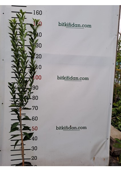 4 Yaş Aşılı Nova Mandalina Fidanı