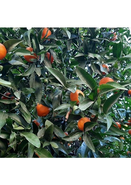 4 Yaş Aşılı Nova Mandalina Fidanı