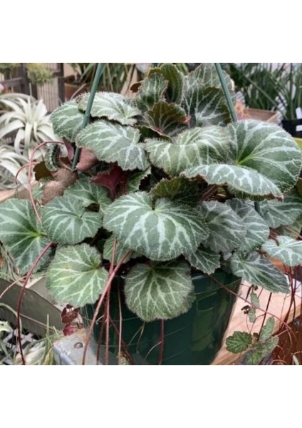 Gelin Teli Çiçeği – Begonia Saxifraga (Askılı Saksıda)