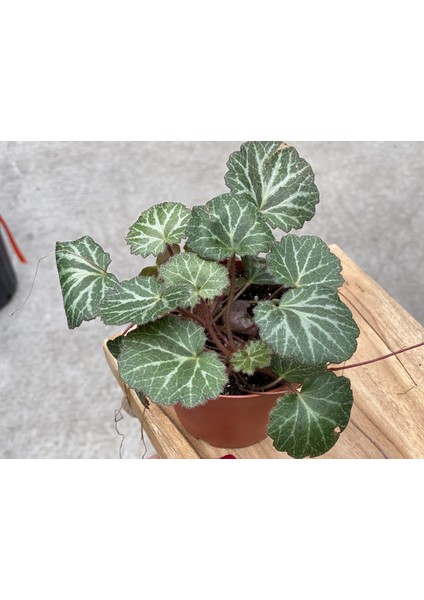 Gelin Teli Çiçeği – Begonia Saxifraga (Askılı Saksıda)