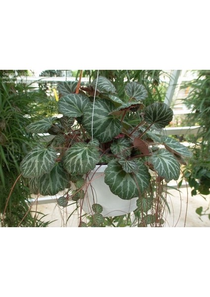 Gelin Teli Çiçeği – Begonia Saxifraga (Askılı Saksıda)