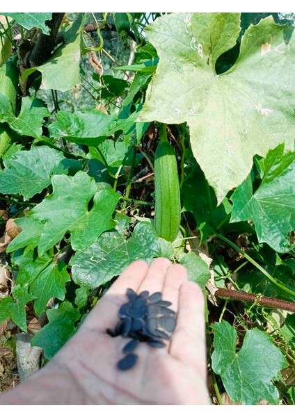 Lif Kabağı Tohumu 10 Adet