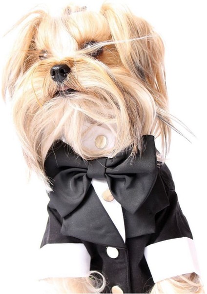 Pet Smokin Siyah Köpek ve Kedi Için Düğün Nikah Nişan Evlilik Kıyafeti Damatlık