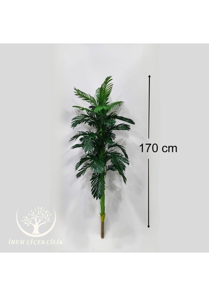 32'li Yeni Areka Yaprağı (Saksısız) - Premium fiyatları