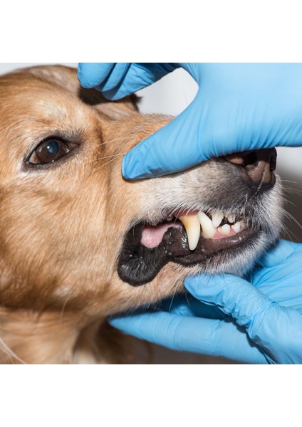 Köpek Çiğneme Çubuk Naturel 100 Gram