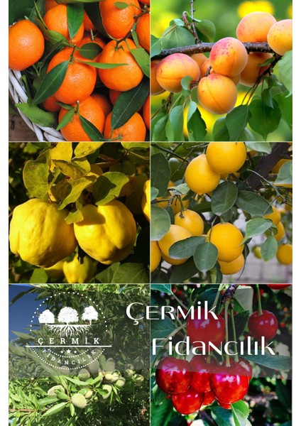 6 Çeşit Karışık Meyve Fidan - Mandalina - Kayısı - Ayva - limon - Badem ve Vişne
