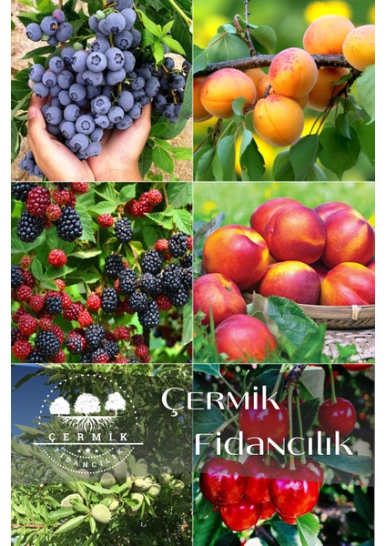 6 Çeşit Karışık Meyve Fidan Yaban Mersini , Kayısı , Böğürtlen , Nektarin, Badem Ve Vişne