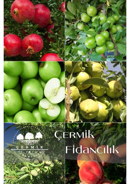 6 Çeşit Karışık Meyve Fidan Nar , Erik , Yeşil Elma ,Armut , Badem ve Şeftali