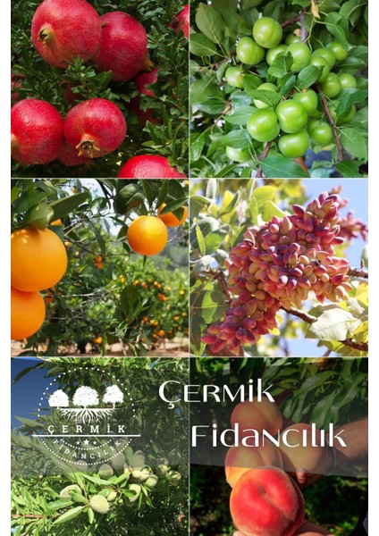 6 Çeşit Karışık Meyve Fidan Nar , Erik ,Portakal , Antep Fıstığı , Badem ve Şeftali