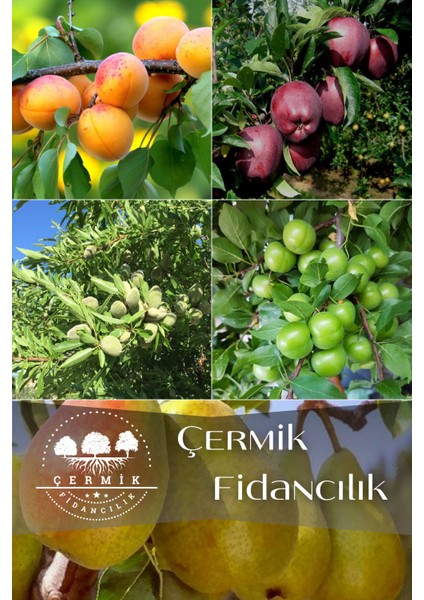 5 Çeşit Karışık Meyve Fidanı Badem , Can Erik , Kayısı , Kırmızı Elma ve Armut