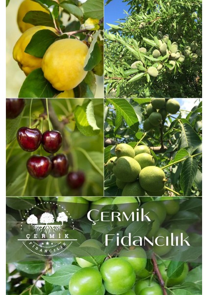 5 Çeşit Karışık Meyve Fidanı Erik , Ceviz , Kiraz , Badem ve Ayva