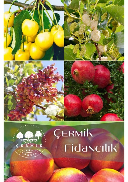 5 Çeşit Karışık Meyve Fidanı Nektarin , Antep Fıstığı , Nar, Dut ve Beyaz Kiraz