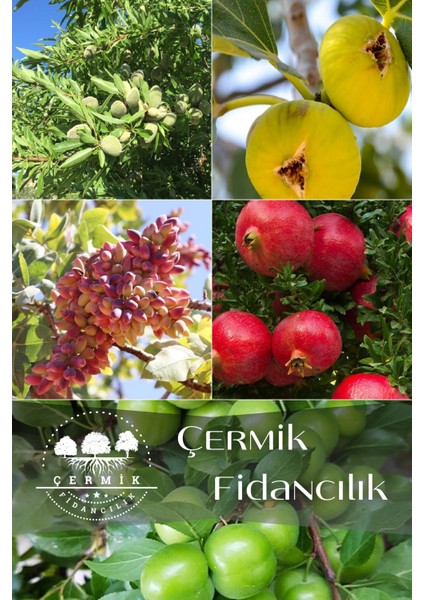 5 Çeşit Karışık Meyve Fidanı Badem , Incir , Nar, Antep Fıstığı ve Erik