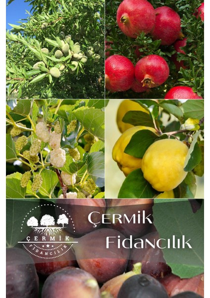 5 Çeşit Karışık Meyve Fidanı - Badem - Ayva- Nar- Beyaz Dut ve Siyah İncir