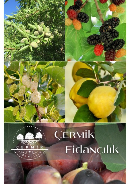 5 Çeşit Karışık Meyve Fidanı - Badem - Ayva- Kara Dut - Beyaz Dut ve Siyah İncir