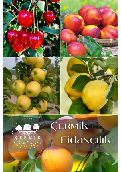 5 Çeşit Karışık Meyve Fidanı - Vişne - Ayva- Nektarin - Elma ve Kayısı