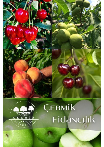 5 Çeşit Karışık Meyve Fidanı - Vişne - Kiraz - Ceviz- Şeftali ve Elma
